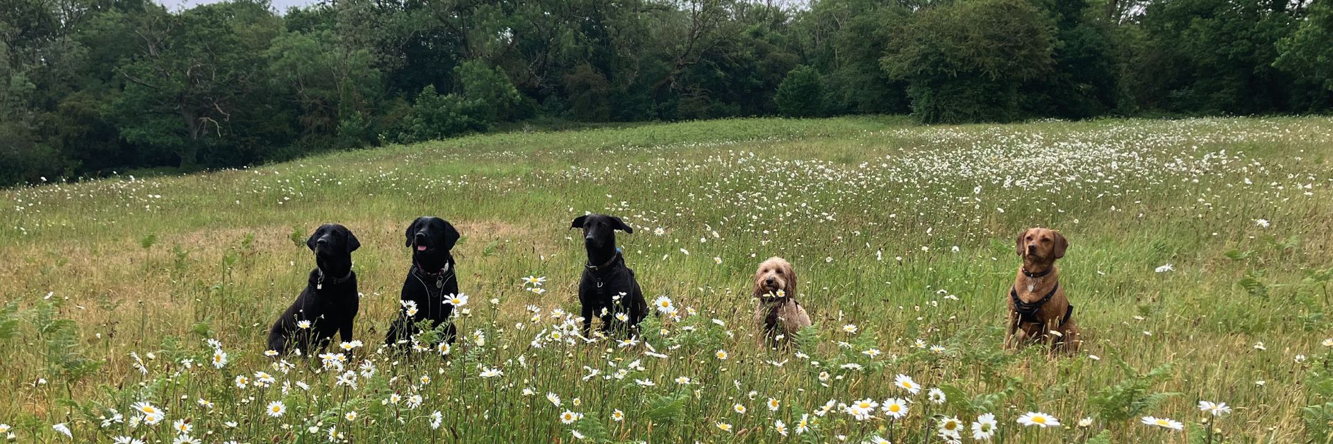 Happytailz Dog Walking and Pet Care Services gallery image of a Labrador in the woods, based in Wells, Somerset - Trusted Local Dog Walker